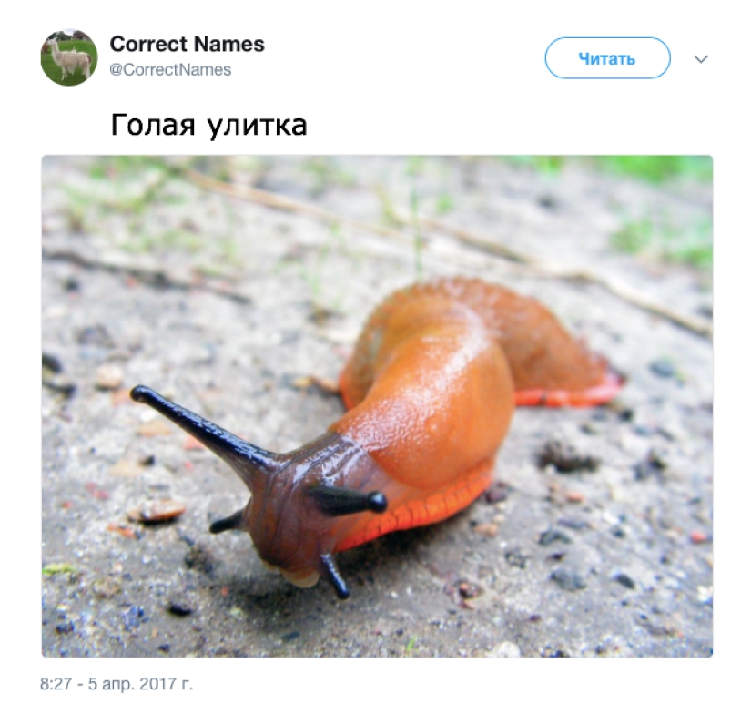 La cuenta de Twitter dio los nombres "correctos" a cosas familiares La cuenta de Twitter dio los nombres "correctos" a cosas familiares