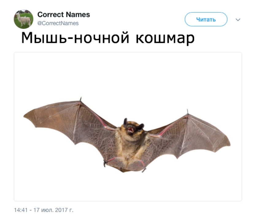 La cuenta de Twitter dio los nombres "correctos" a cosas familiares La cuenta de Twitter dio los nombres "correctos" a cosas familiares