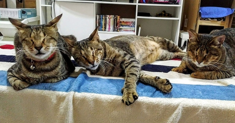 La familia de gatos ciegos finalmente ha encontrado un hogar