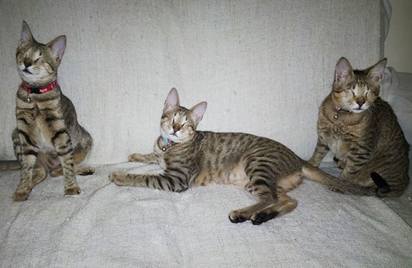 La familia de gatos ciegos finalmente ha encontrado un hogar