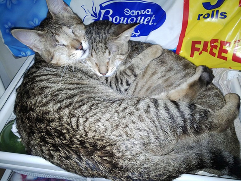 La familia de gatos ciegos finalmente ha encontrado un hogar