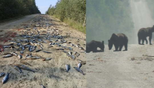 La felicidad ha caído: los osos devoraron una tonelada de pescado que cayó del KAMAZ volcado