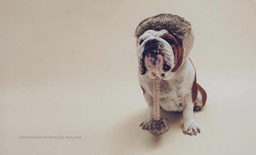 La fotógrafa Serena Hodson y sus amigos de cuatro patas
