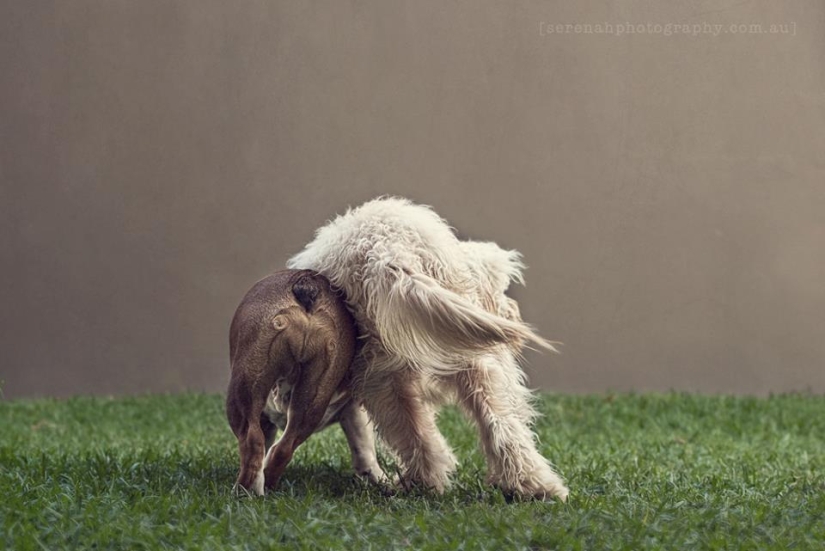 La fotógrafa Serena Hodson y sus amigos de cuatro patas