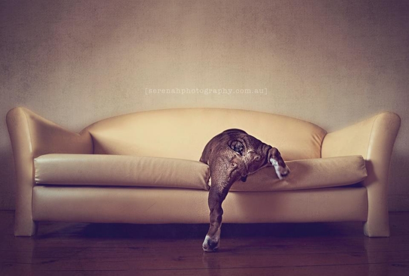 La fotógrafa Serena Hodson y sus amigos de cuatro patas