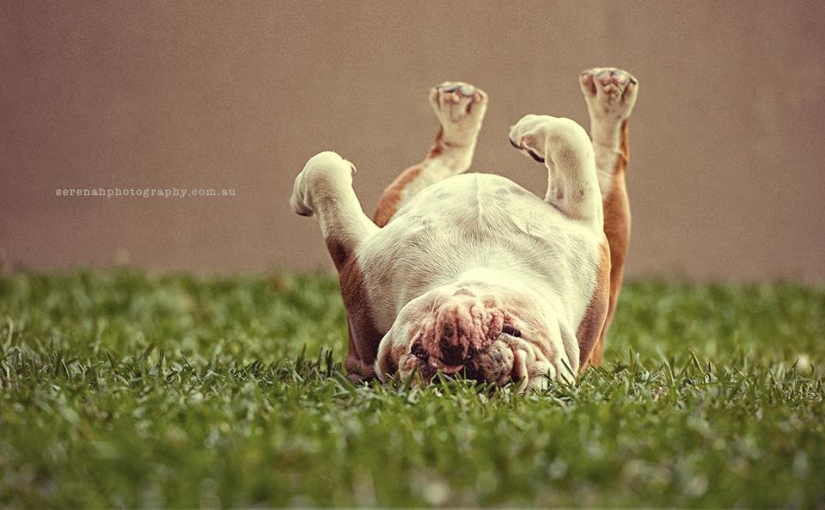 La fotógrafa Serena Hodson y sus amigos de cuatro patas