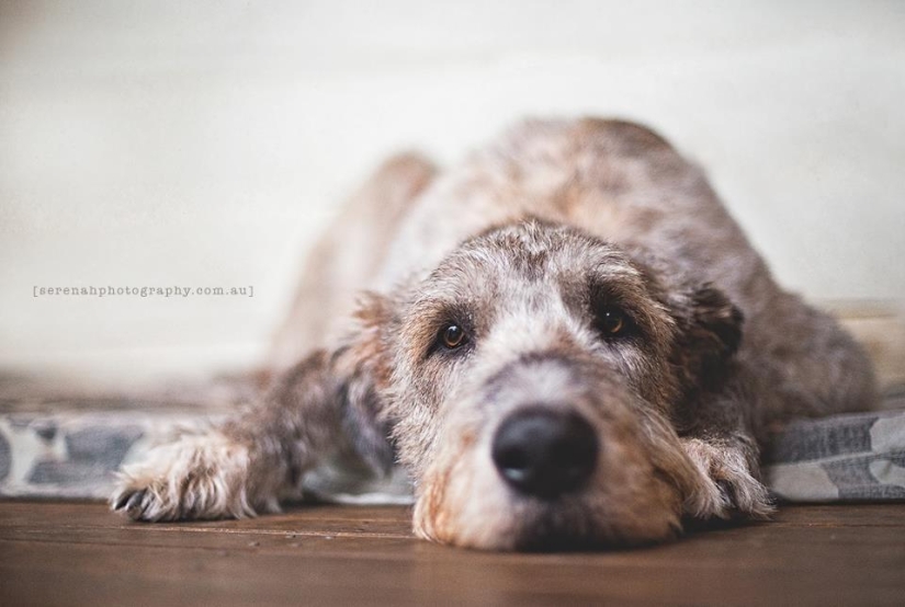 La fotógrafa Serena Hodson y sus amigos de cuatro patas