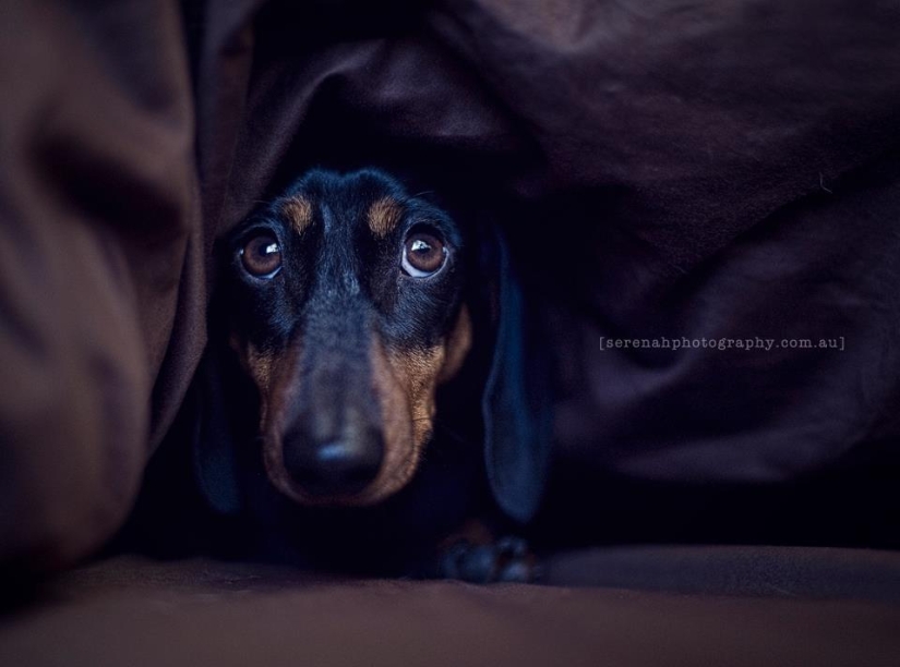 La fotógrafa Serena Hodson y sus amigos de cuatro patas