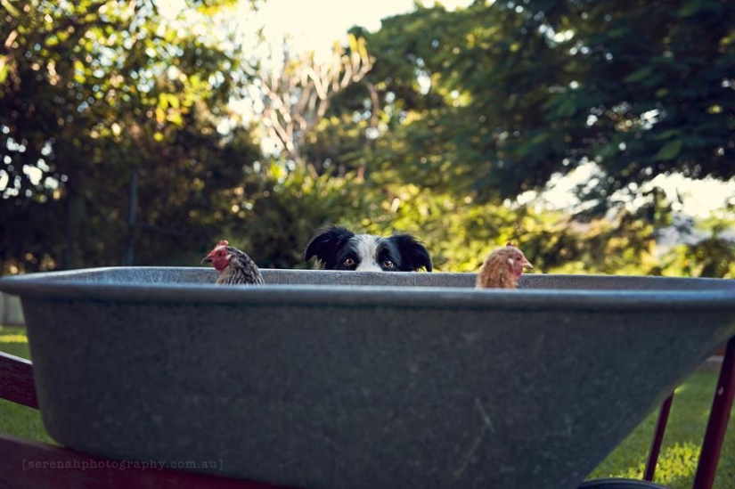 La fotógrafa Serena Hodson y sus amigos de cuatro patas