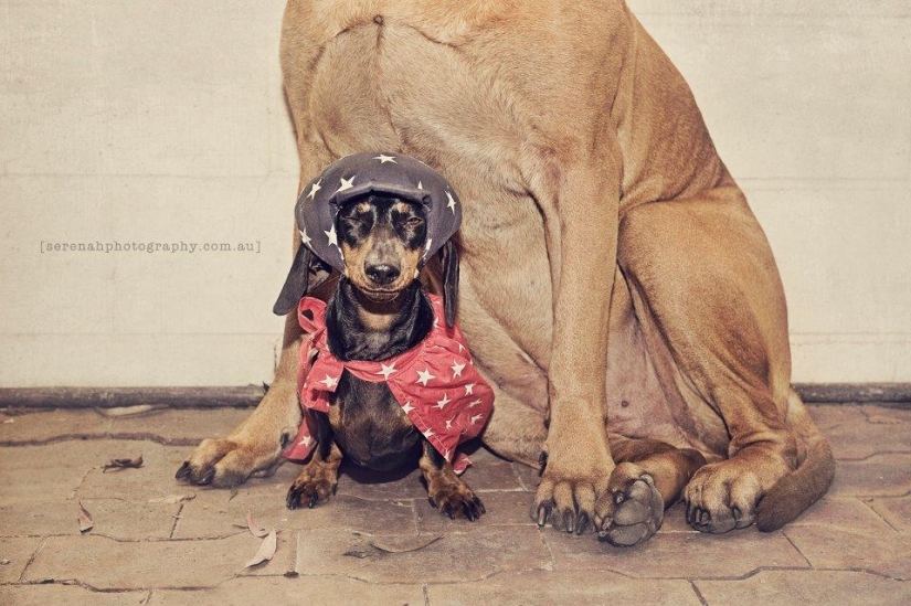 La fotógrafa Serena Hodson y sus amigos de cuatro patas