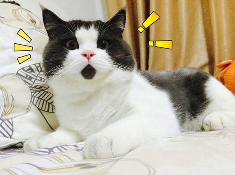 La gata sorprendida Banya, que está asombrada por todo lo que la rodea. La gata sorprendida Banya, que está asombrada por todo lo que la rodea.