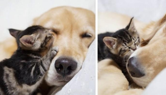 La historia de cómo un perro adoptó a un gato