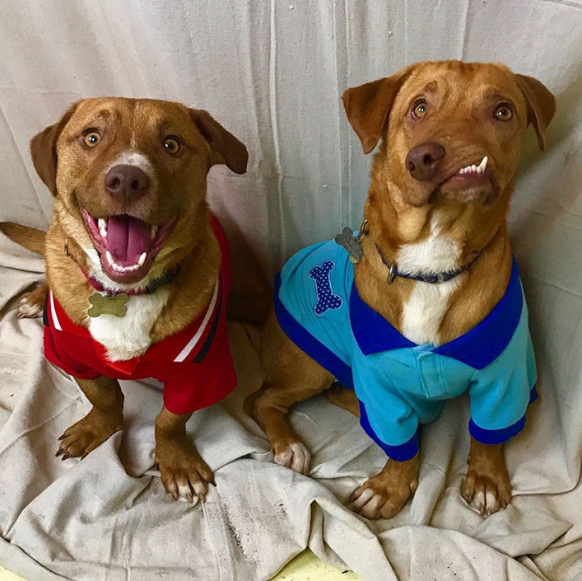 La historia de Picasso, un maravilloso perro imperfecto que nadie quería llevarse a casa