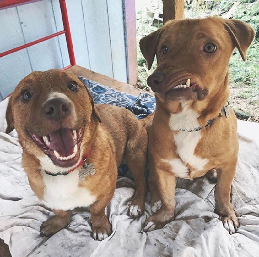 La historia de Picasso, un maravilloso perro imperfecto que nadie quería llevarse a casa