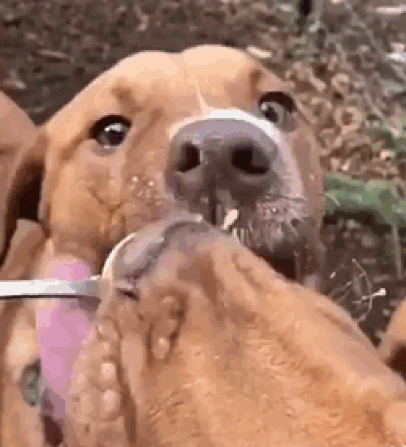 La historia de Picasso, un maravilloso perro imperfecto que nadie quería llevarse a casa