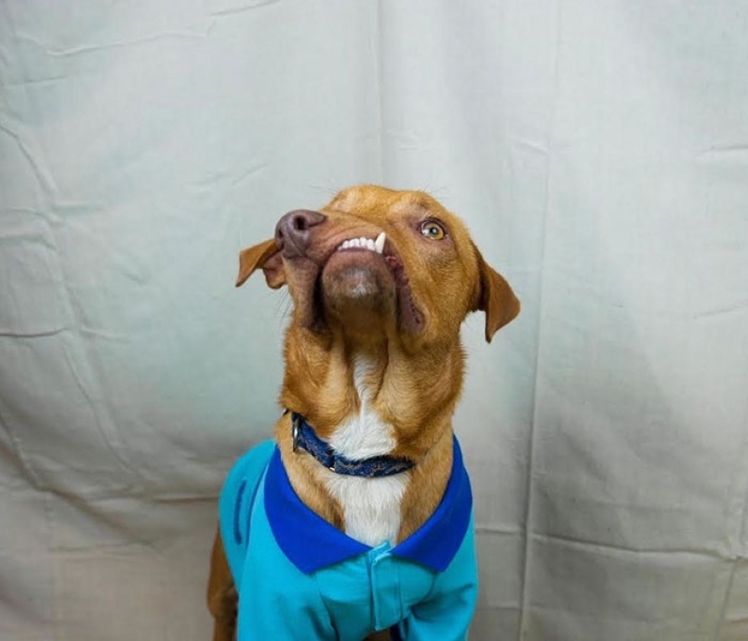 La historia de Picasso, un maravilloso perro imperfecto que nadie quería llevarse a casa