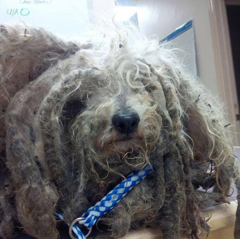 La historia de Shrek: un perro abandonado que encontró un hogar