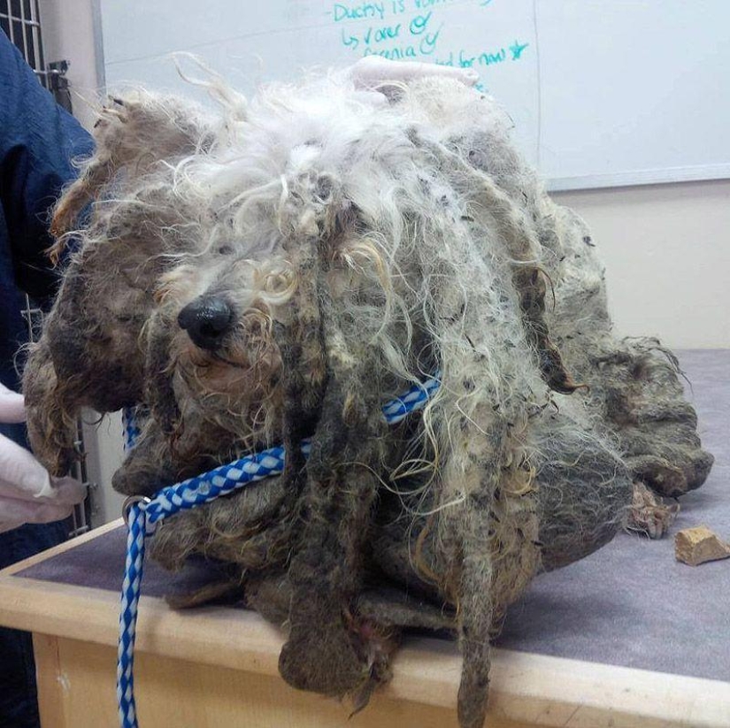La historia de Shrek: un perro abandonado que encontró un hogar