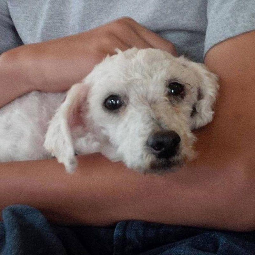 La historia de Shrek: un perro abandonado que encontró un hogar