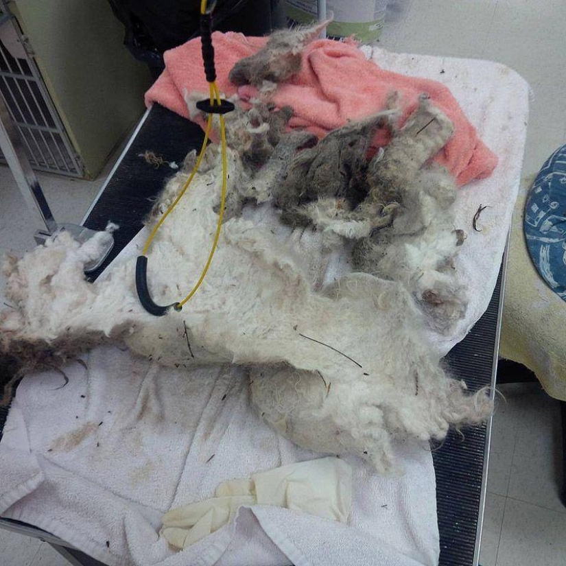 La historia de Shrek: un perro abandonado que encontró un hogar
