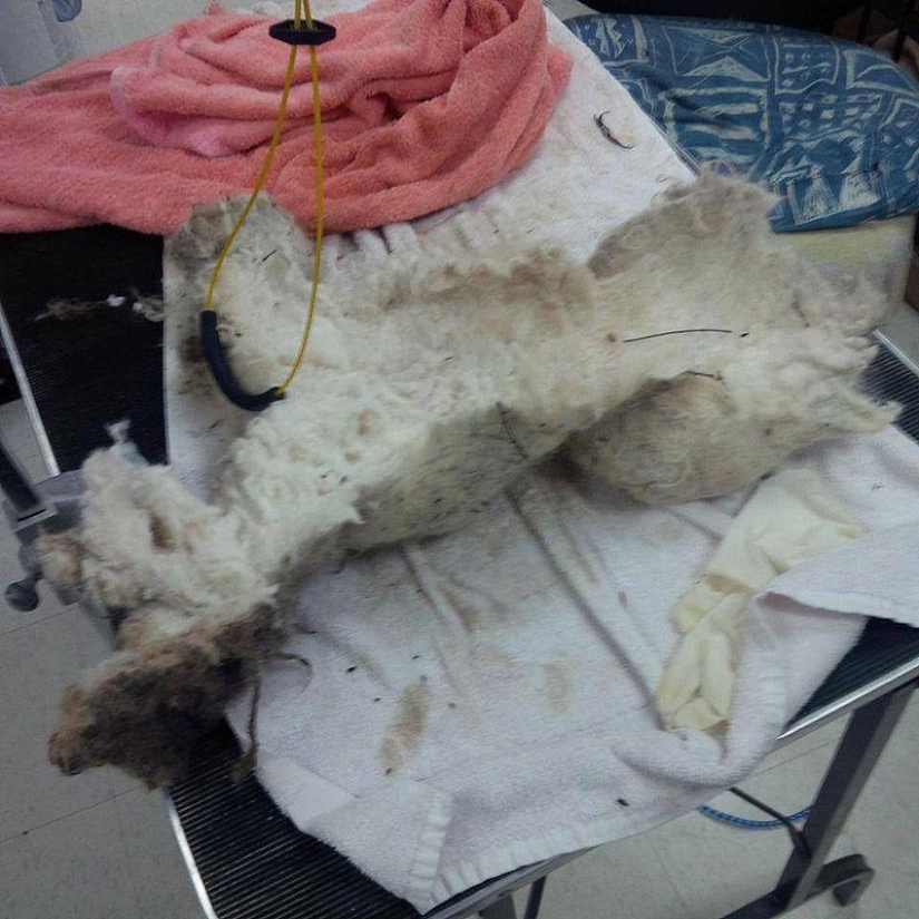 La historia de Shrek: un perro abandonado que encontró un hogar
