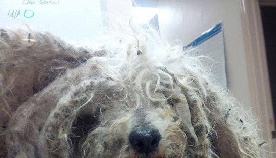 La historia de Shrek: un perro abandonado que encontró un hogar