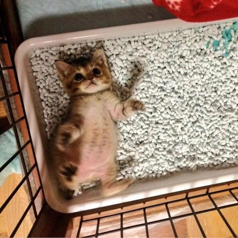 La historia más conmovedora de una gatita con final triste