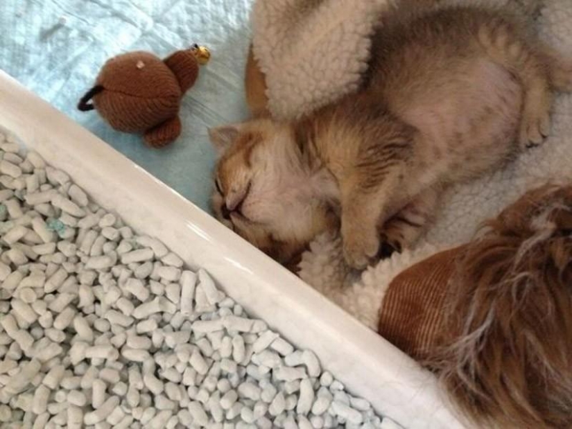 La historia más conmovedora de una gatita con final triste