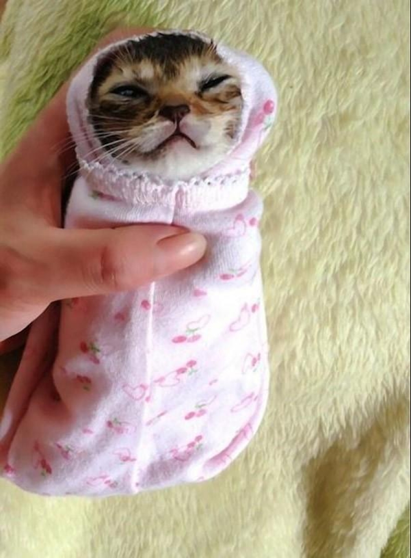 La historia más conmovedora de una gatita con final triste