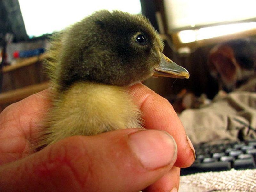 La increíble historia de salvar a un patito... en una barba