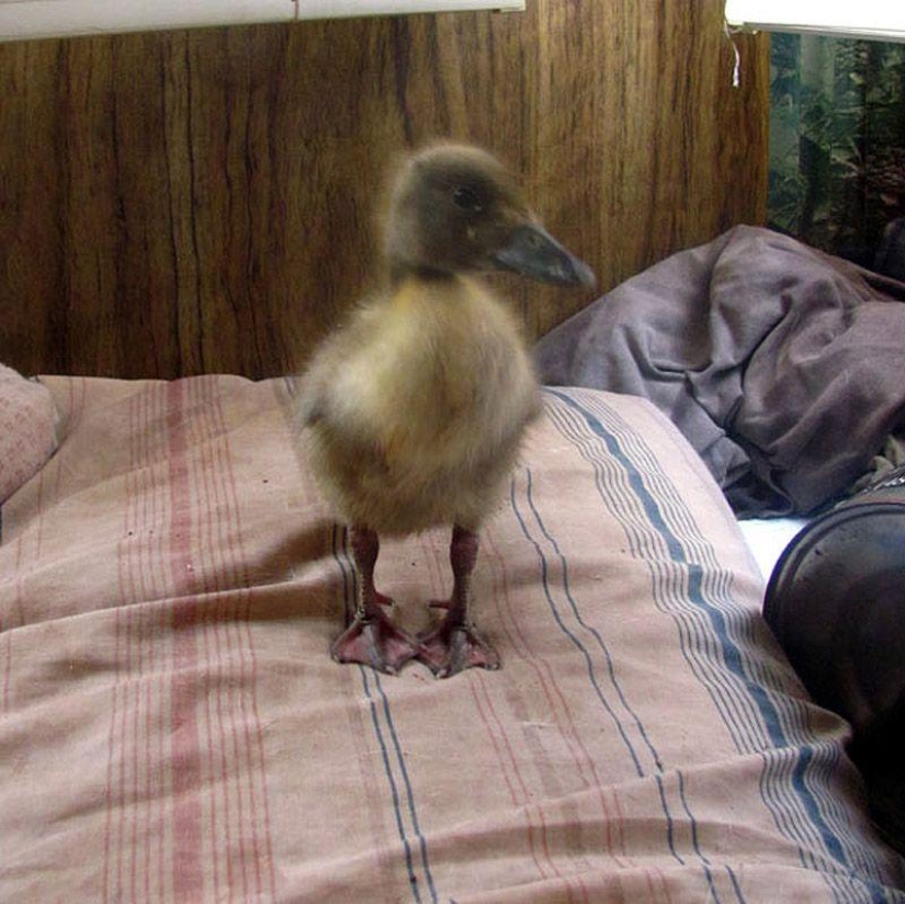 La increíble historia de salvar a un patito... en una barba