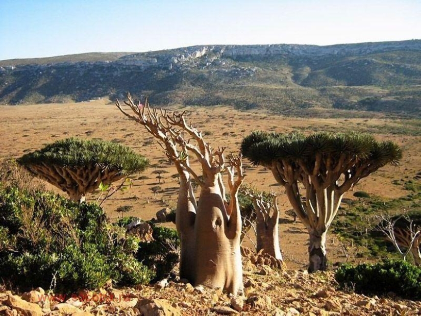 La increíble isla de Socotra La increíble isla de Socotra