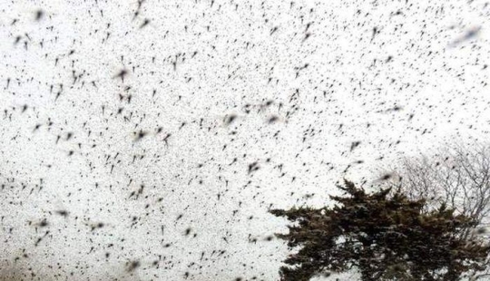 La invasión de mosquitos en Wisconsin