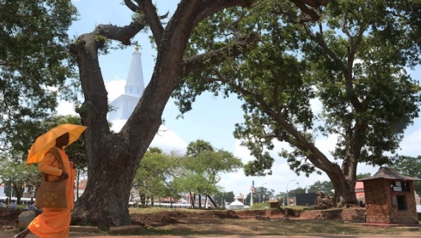La mujer de 105 años no tuvo hijos, y luego se convirtió en madre de 300 árboles La mujer de 105 años no tuvo hijos, y luego se convirtió en madre de 300 árboles