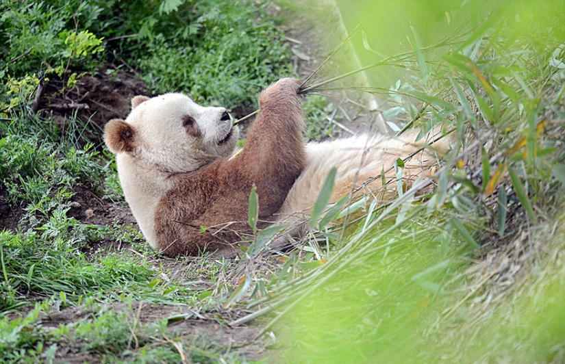 La única panda marrón del mundo que fue abandonada por su madre finalmente ha encontrado su felicidad La única panda marrón del mundo que fue abandonada por su madre finalmente ha encontrado su felicidad