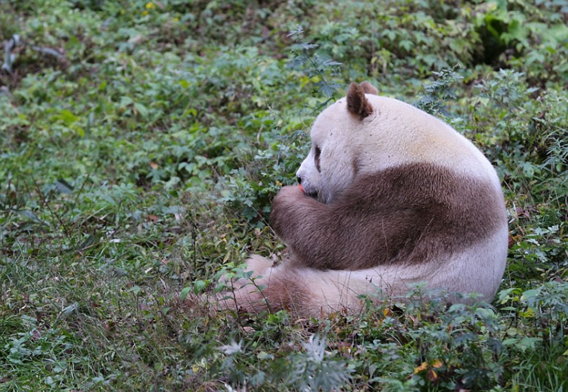 La única panda marrón del mundo que fue abandonada por su madre finalmente ha encontrado su felicidad La única panda marrón del mundo que fue abandonada por su madre finalmente ha encontrado su felicidad