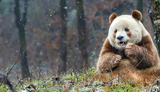 La única panda marrón del mundo que fue abandonada por su madre finalmente ha encontrado su felicidad