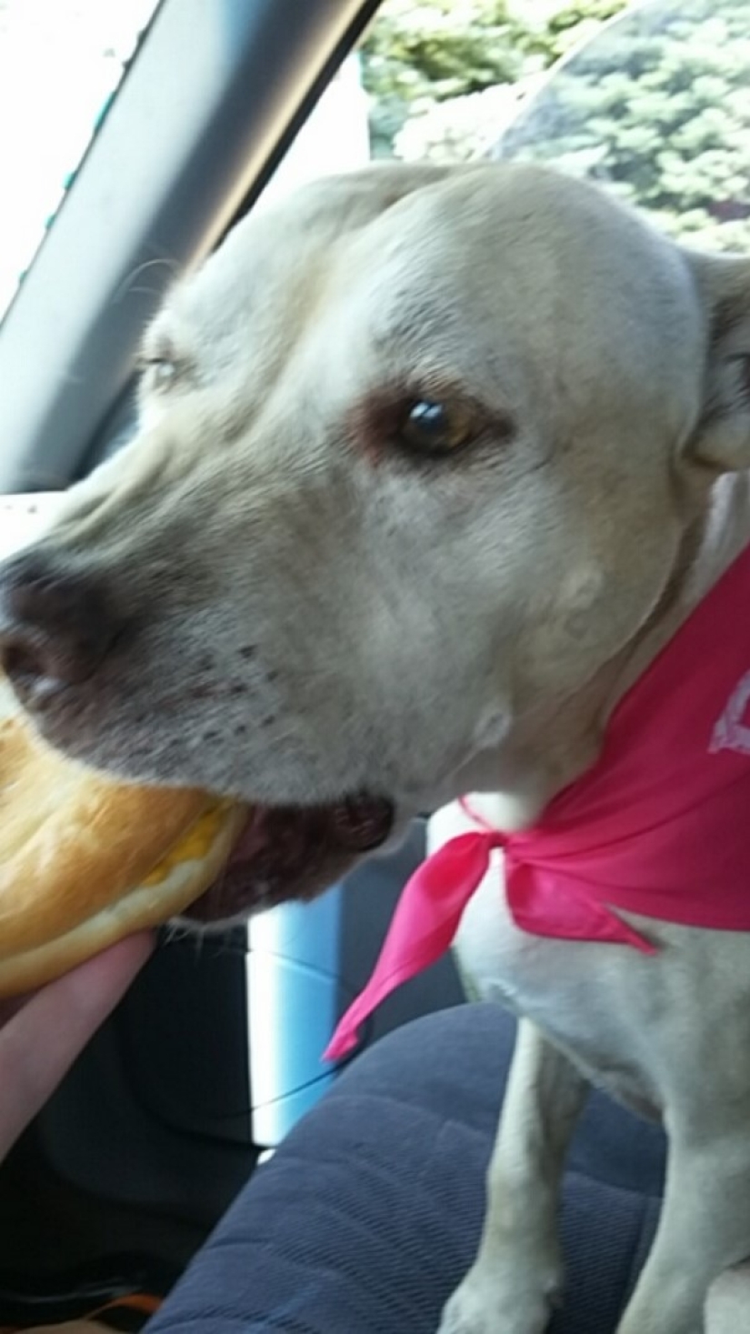 La niña organizó un día de despedida para su amado perro gravemente enfermo antes de la eutanasia