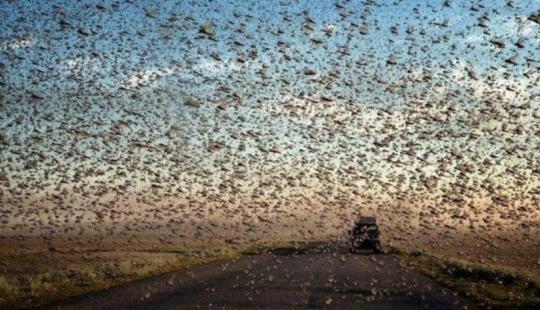 La nube cubrió el cielo: invasión de langostas en Daguestán, Crimea y otras regiones