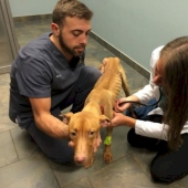 La policía rescató a dos perros que parecían esqueletos andantes de una casa abandonada