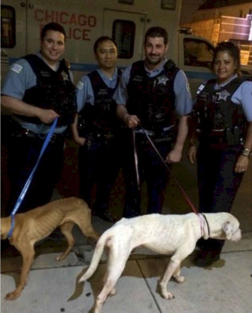 La policía rescató a dos perros que parecían esqueletos andantes de una casa abandonada