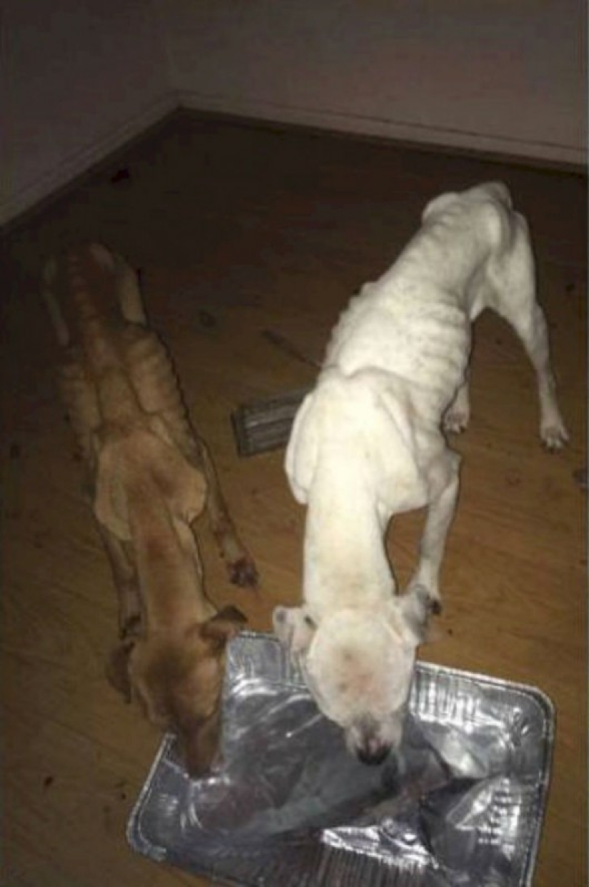La policía rescató a dos perros que parecían esqueletos andantes de una casa abandonada
