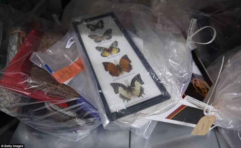 La riqueza y variedad del contrabando confiscado en el aeropuerto de Londres