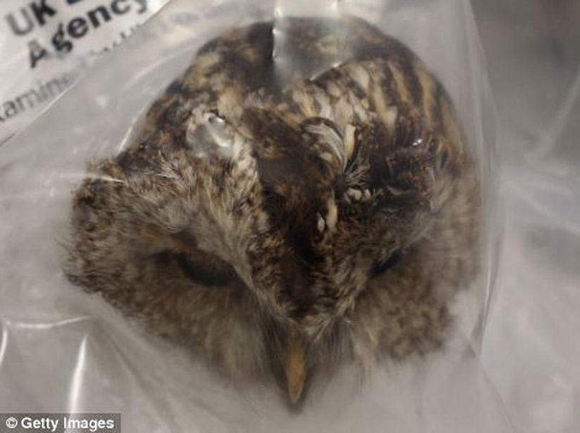La riqueza y variedad del contrabando confiscado en el aeropuerto de Londres