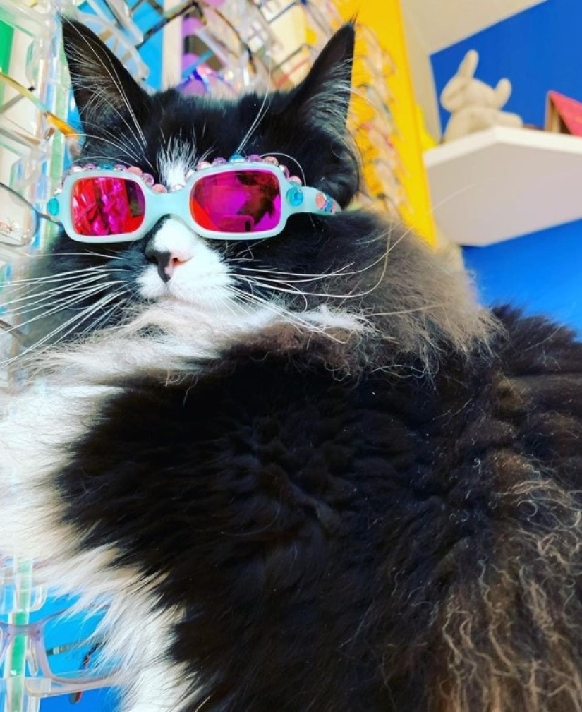La señora óptica tomó en el gato, en el cual se anuncia gafas...
