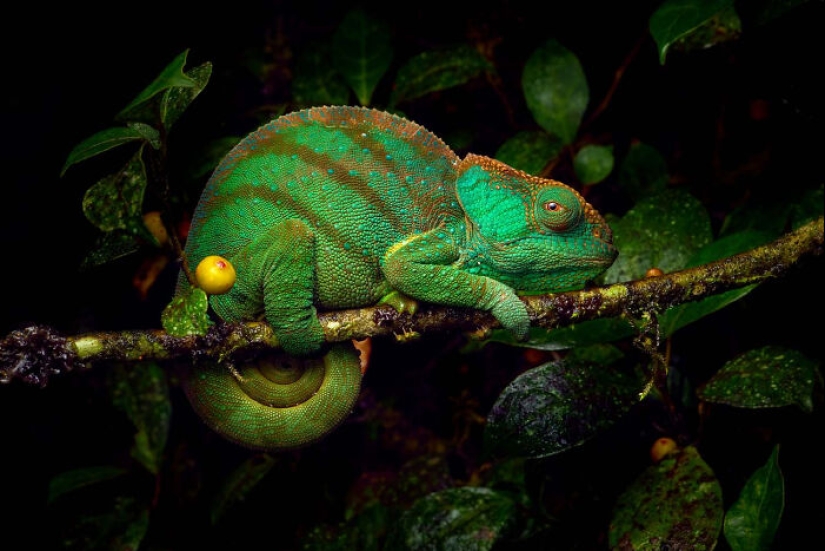 La Sociedad Alemana de Fotografía de Naturaleza ha elegido las mejores fotografías de vida salvaje de Europa La Sociedad Alemana de Fotografía de Naturaleza ha elegido las mejores fotografías de vida salvaje de Europa