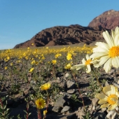 La vida amaneció en el Valle de la Muerte: el desierto se cubrió de colores brillantes