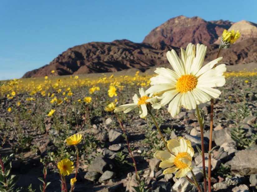 La vida amaneció en el Valle de la Muerte: el desierto se cubrió de colores brillantes La vida amaneció en el Valle de la Muerte: el desierto se cubrió de colores brillantes