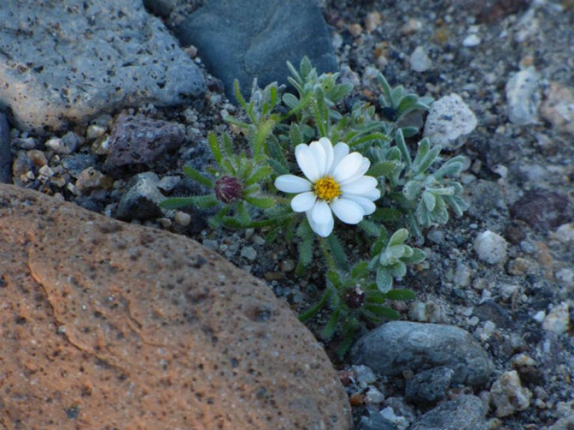 La vida amaneció en el Valle de la Muerte: el desierto se cubrió de colores brillantes La vida amaneció en el Valle de la Muerte: el desierto se cubrió de colores brillantes