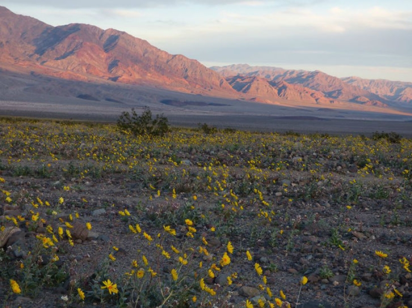 La vida amaneció en el Valle de la Muerte: el desierto se cubrió de colores brillantes La vida amaneció en el Valle de la Muerte: el desierto se cubrió de colores brillantes